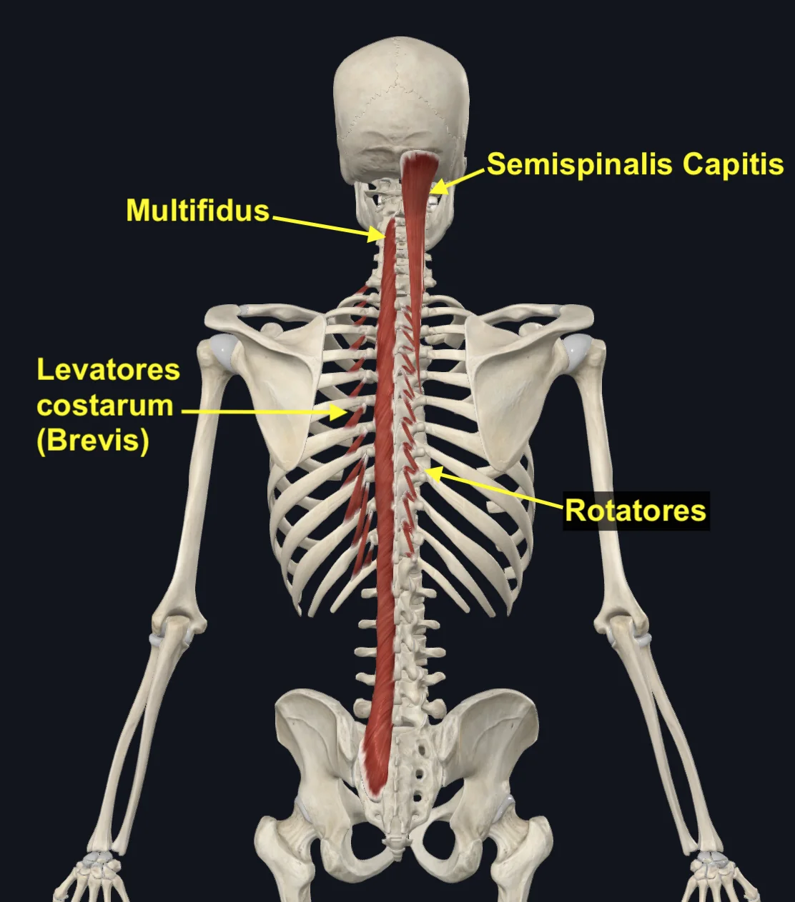 Semispinalis, Multifidus, Rotatores ו־Levatores Costarum