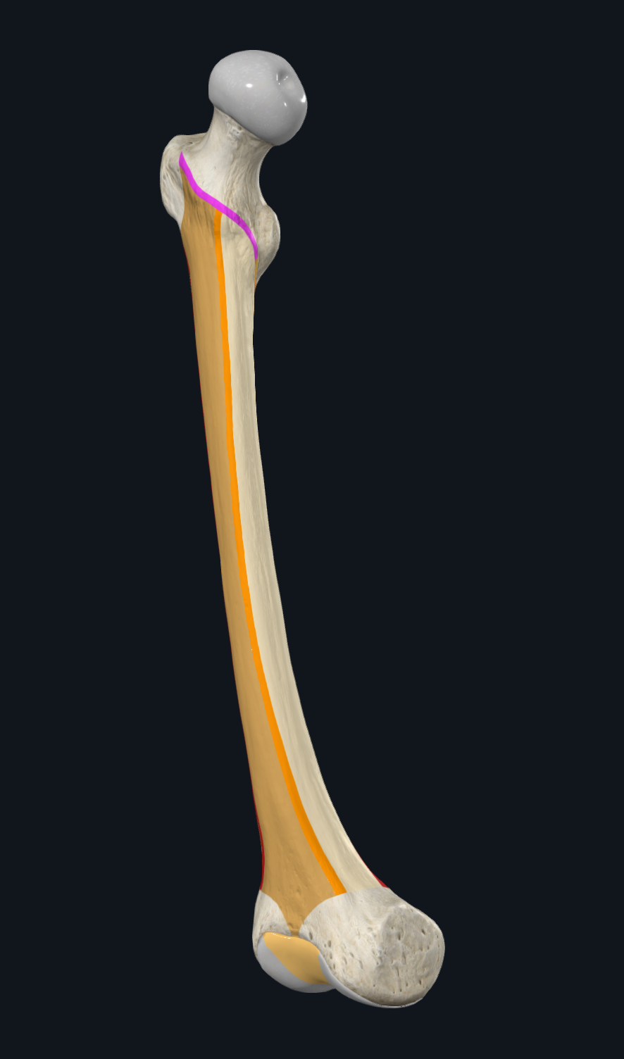 Intertrochanteric Line