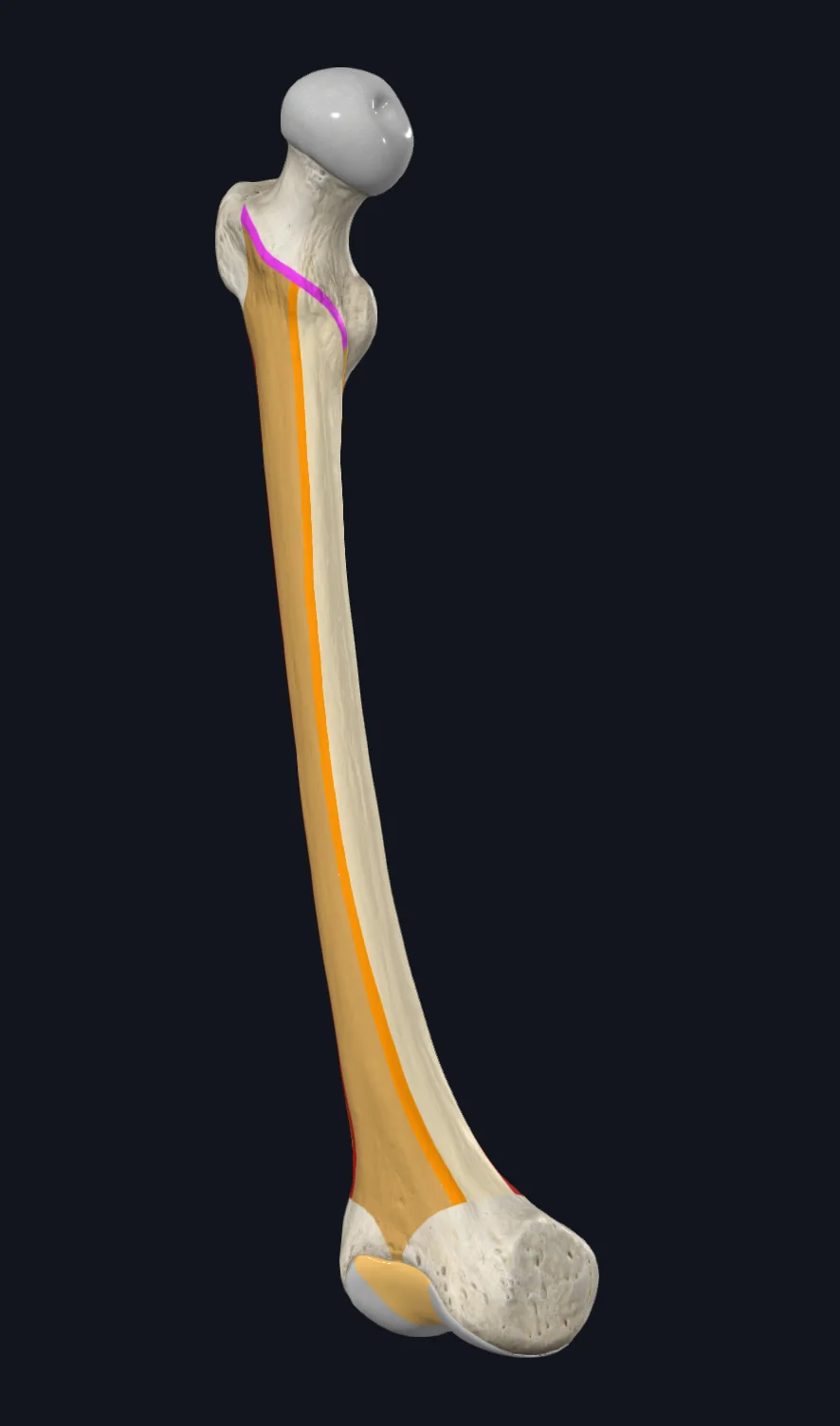 Intertrochanteric Line