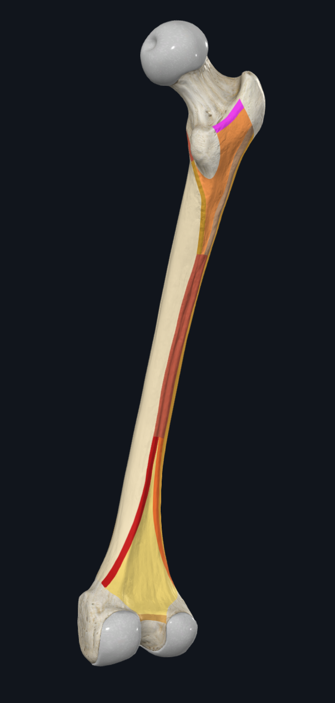 Intertrochanteric Crest