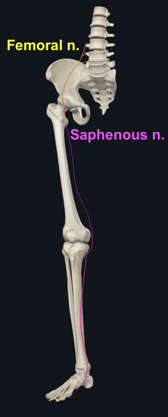 Saphenous Nerve