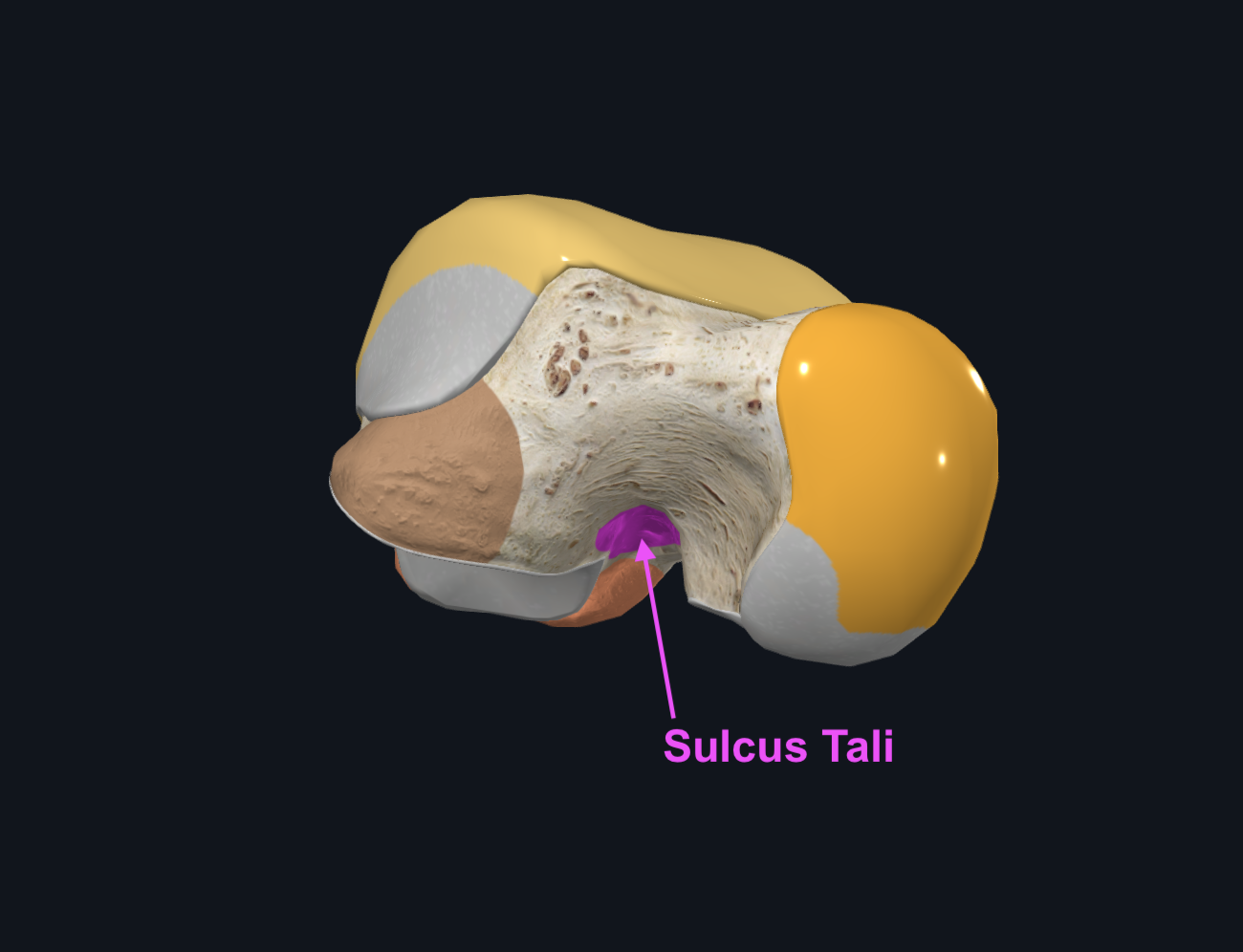 Sulcus Tali