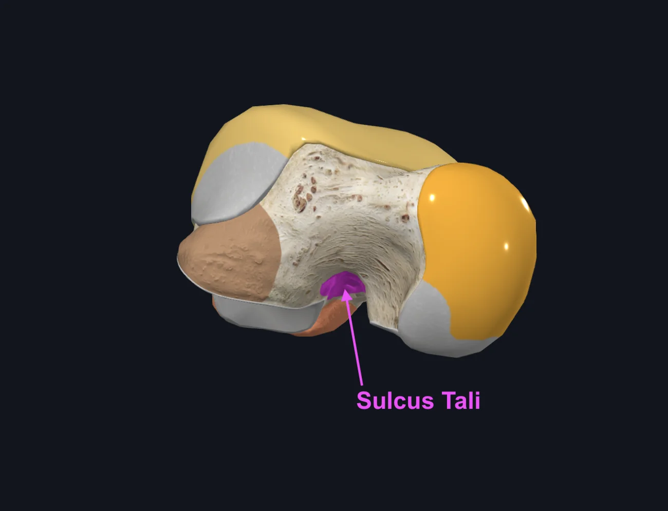 Sulcus Tali