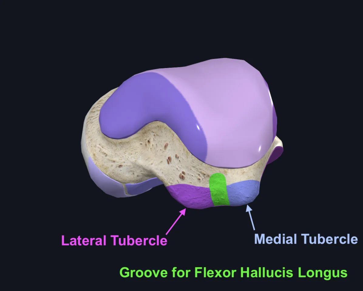 Posterior Talus