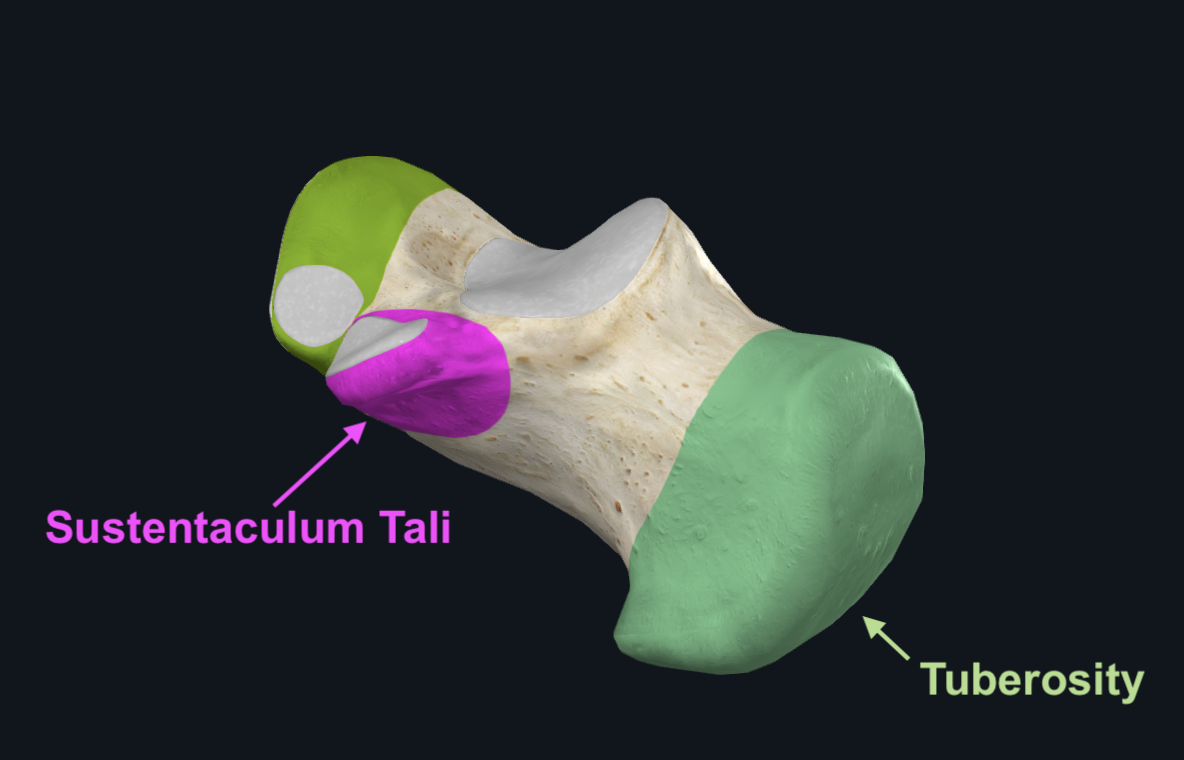 Sustentaculum Tali