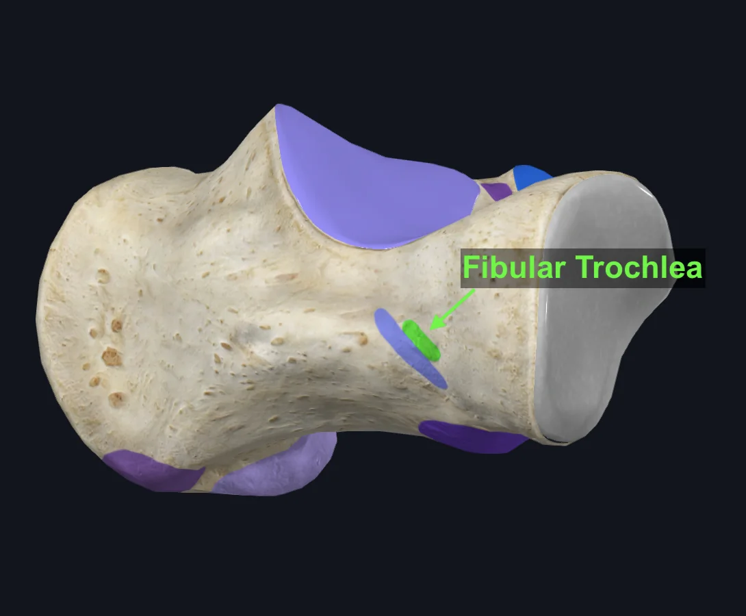 Fibular Trochlea