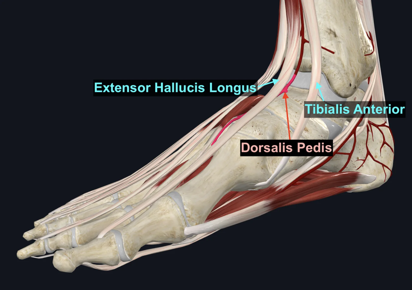 Dorsalis Pedis Artery