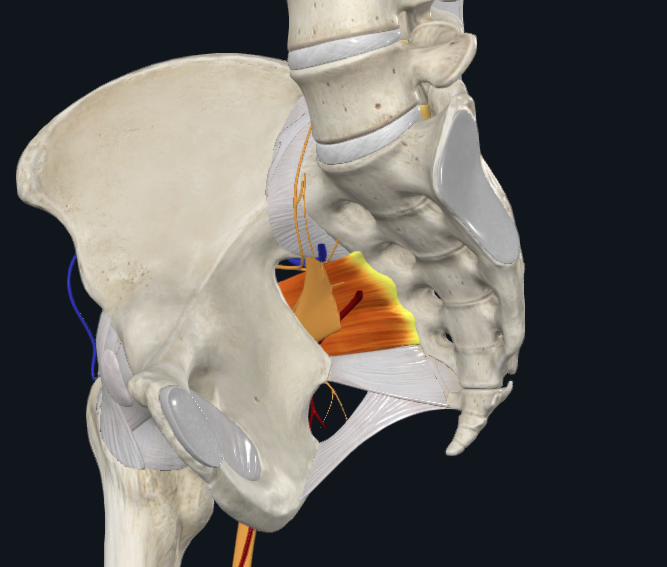 Greater Sciatic Foramen