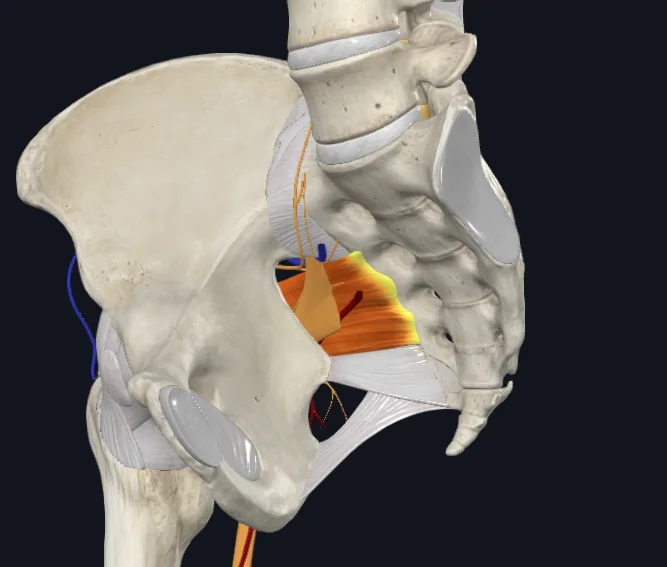 Greater Sciatic Foramen