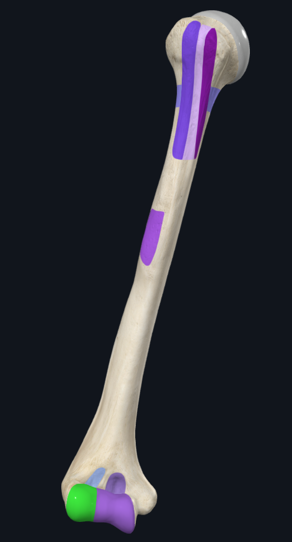 Capitulum of humerus