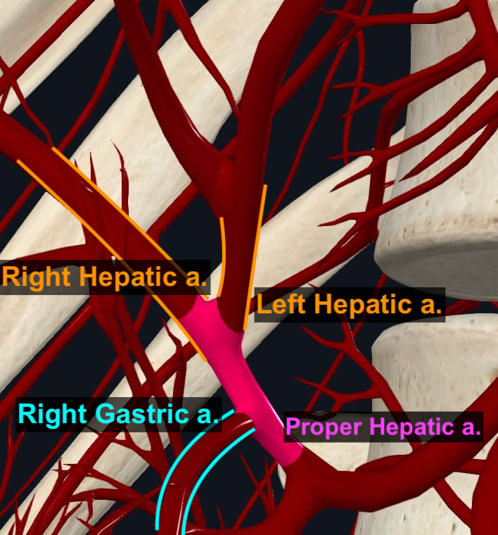 Proper Hepatic Artery