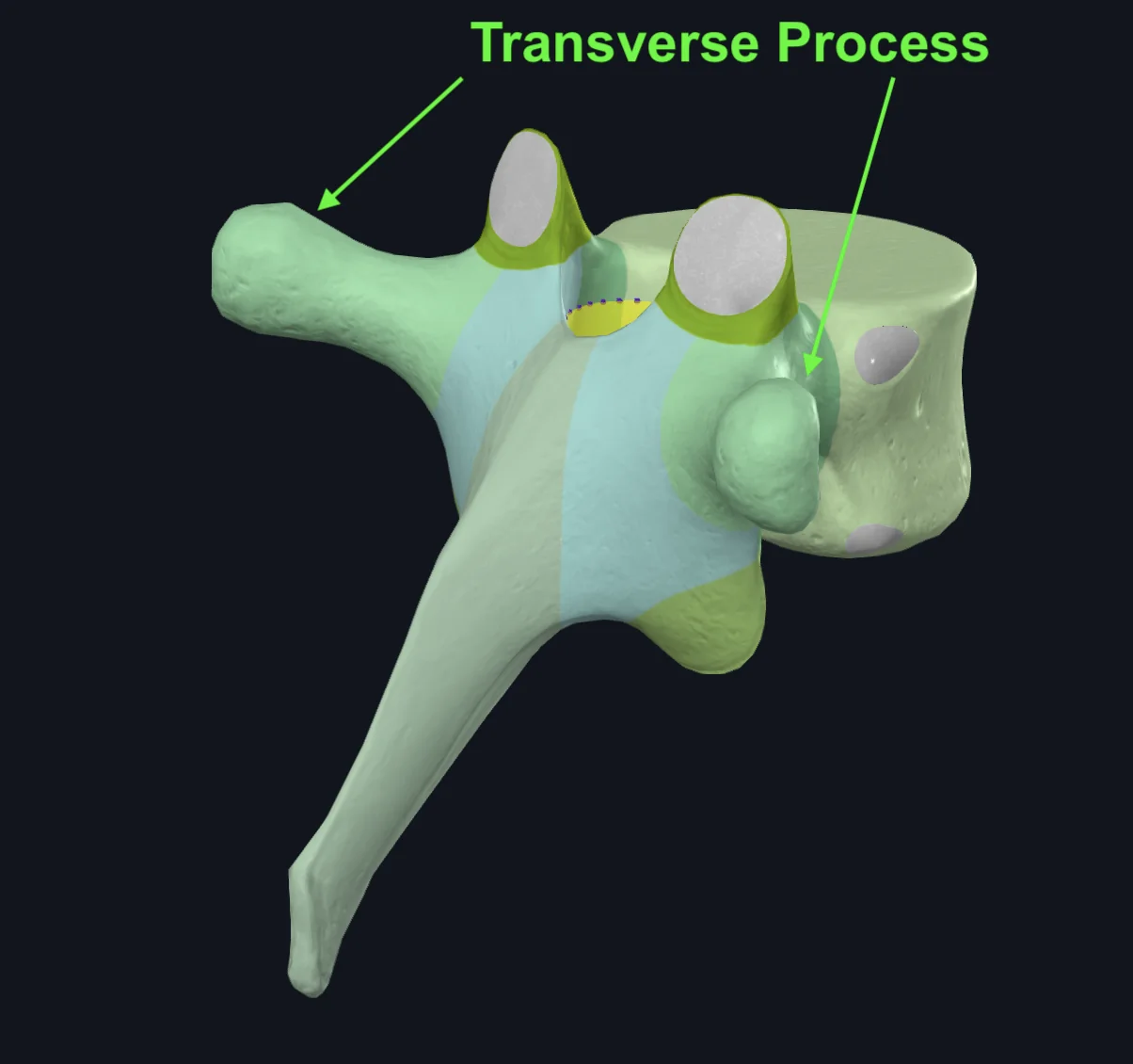 Transverse Process of Sixth Thoracic Vertebra