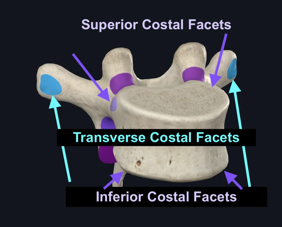 Transverse Costal Facets of Sixth Thoracic Vertebra