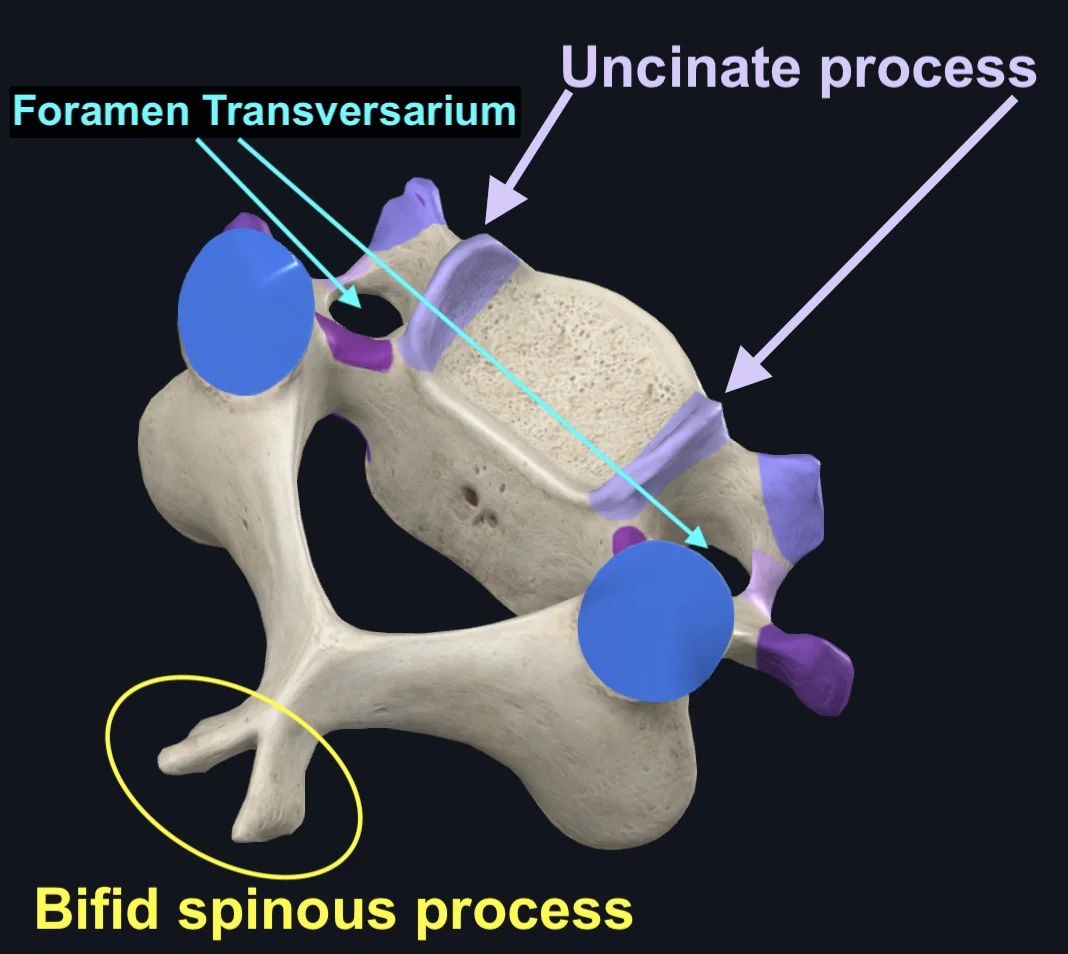 Uncinate processes of Third Cervical Vertebra
