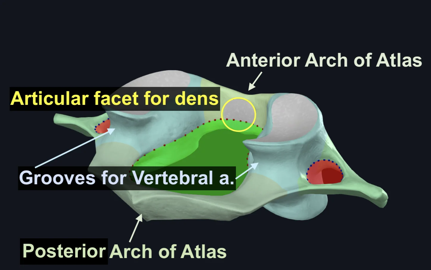 Groove for Vertebral Artery, Atlas