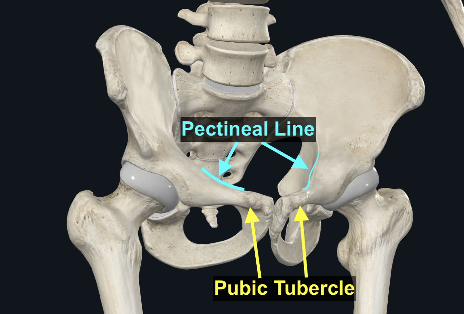 Pubic Tubercle