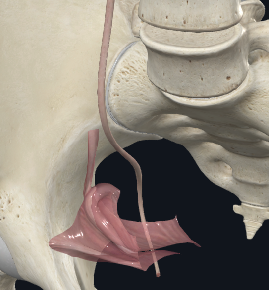 Suspensory Ligament of the Ovary