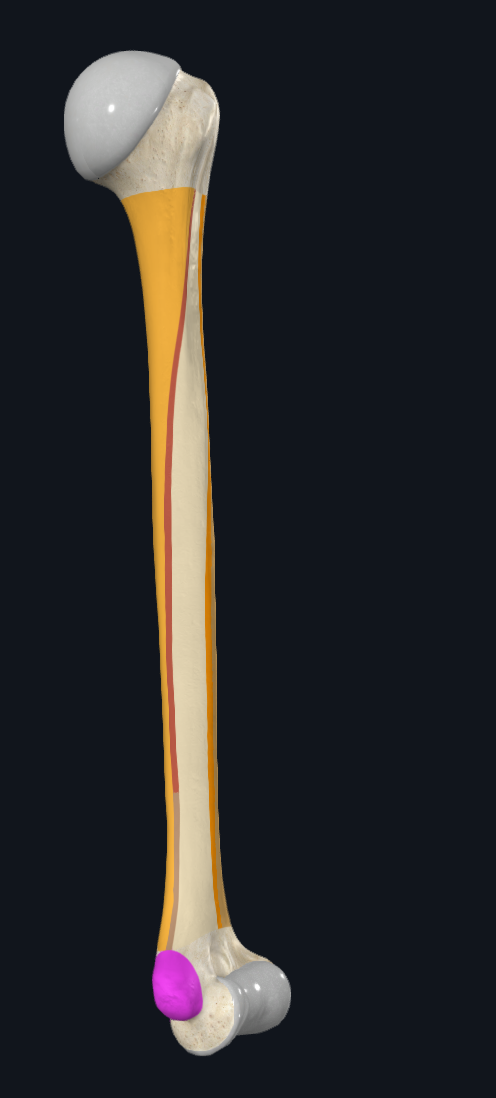 Medial Epicondyle of Humerus (left)