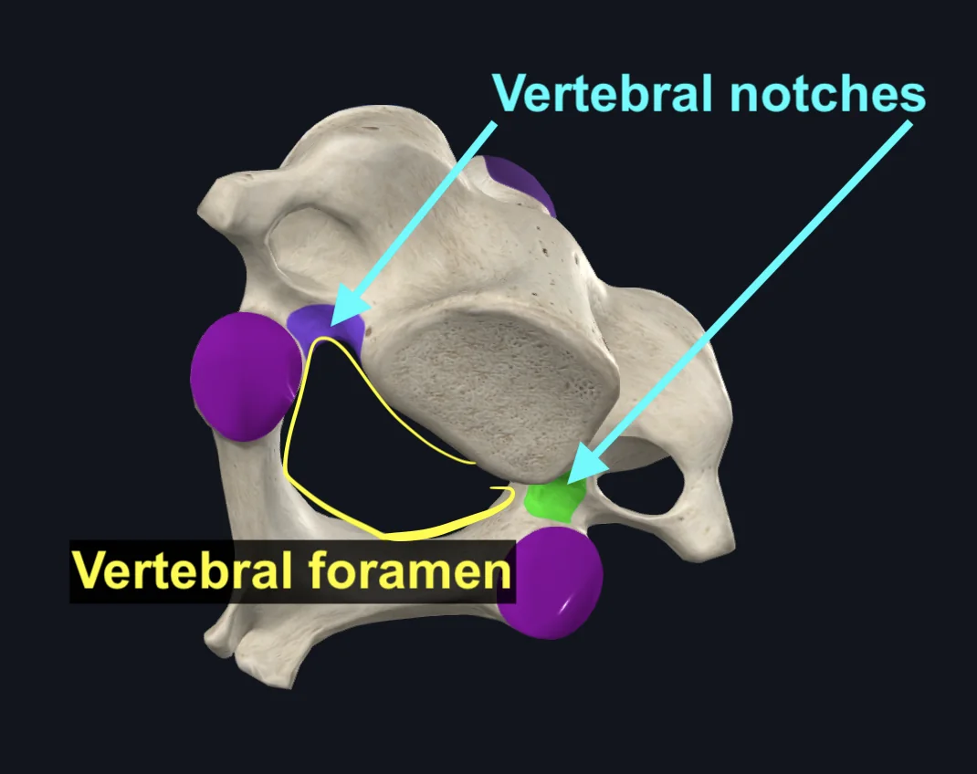 vertebral notch