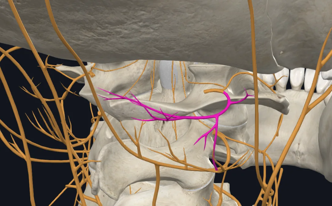 Suboccipital Nerve