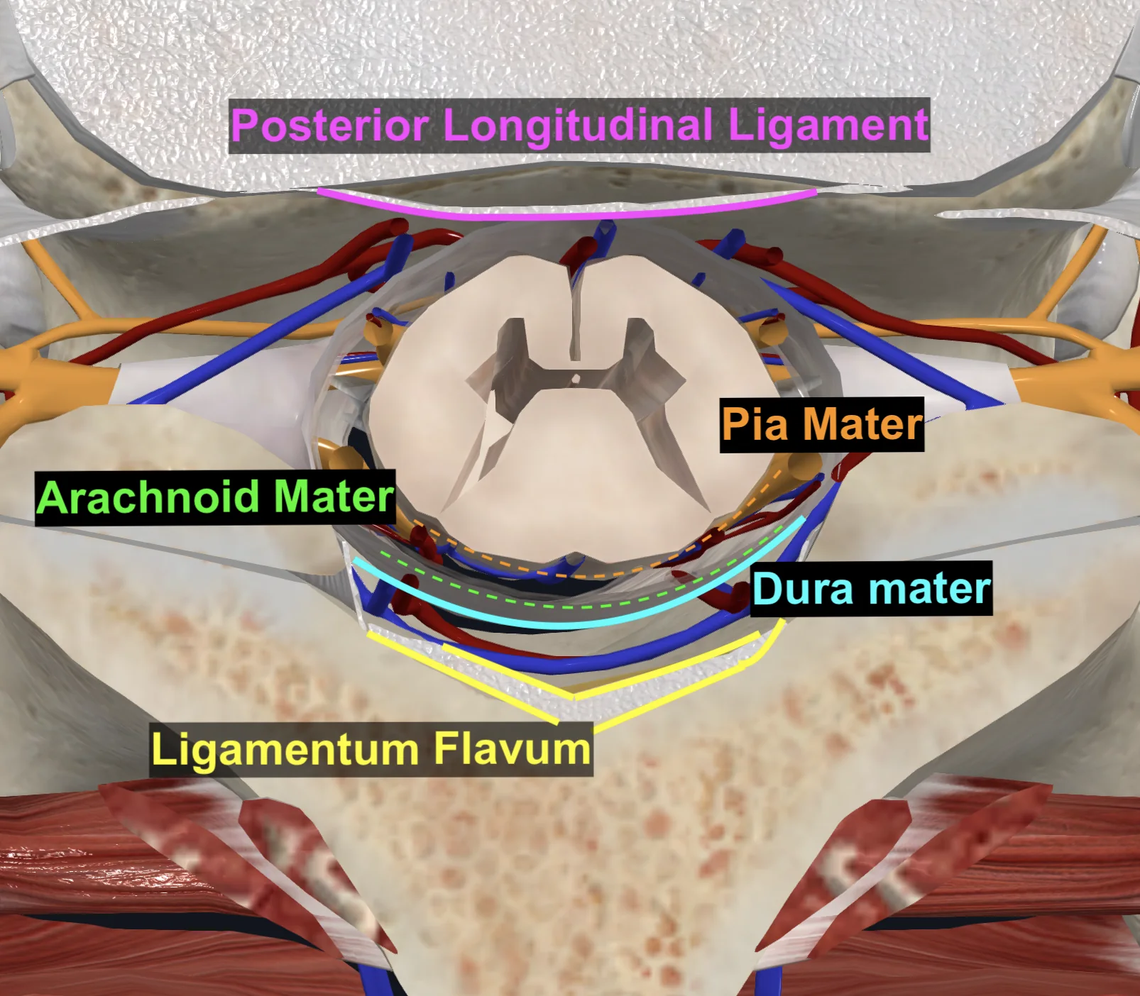 Ligamentum flavum