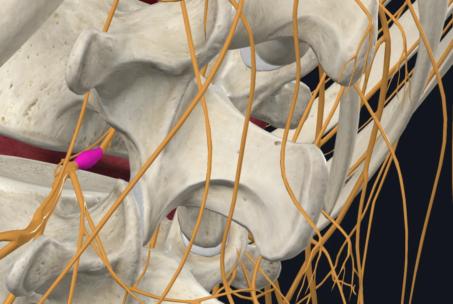 Dorsal Root Ganglion