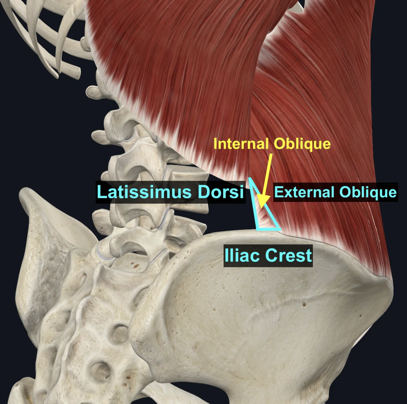 Lumbar Triangle