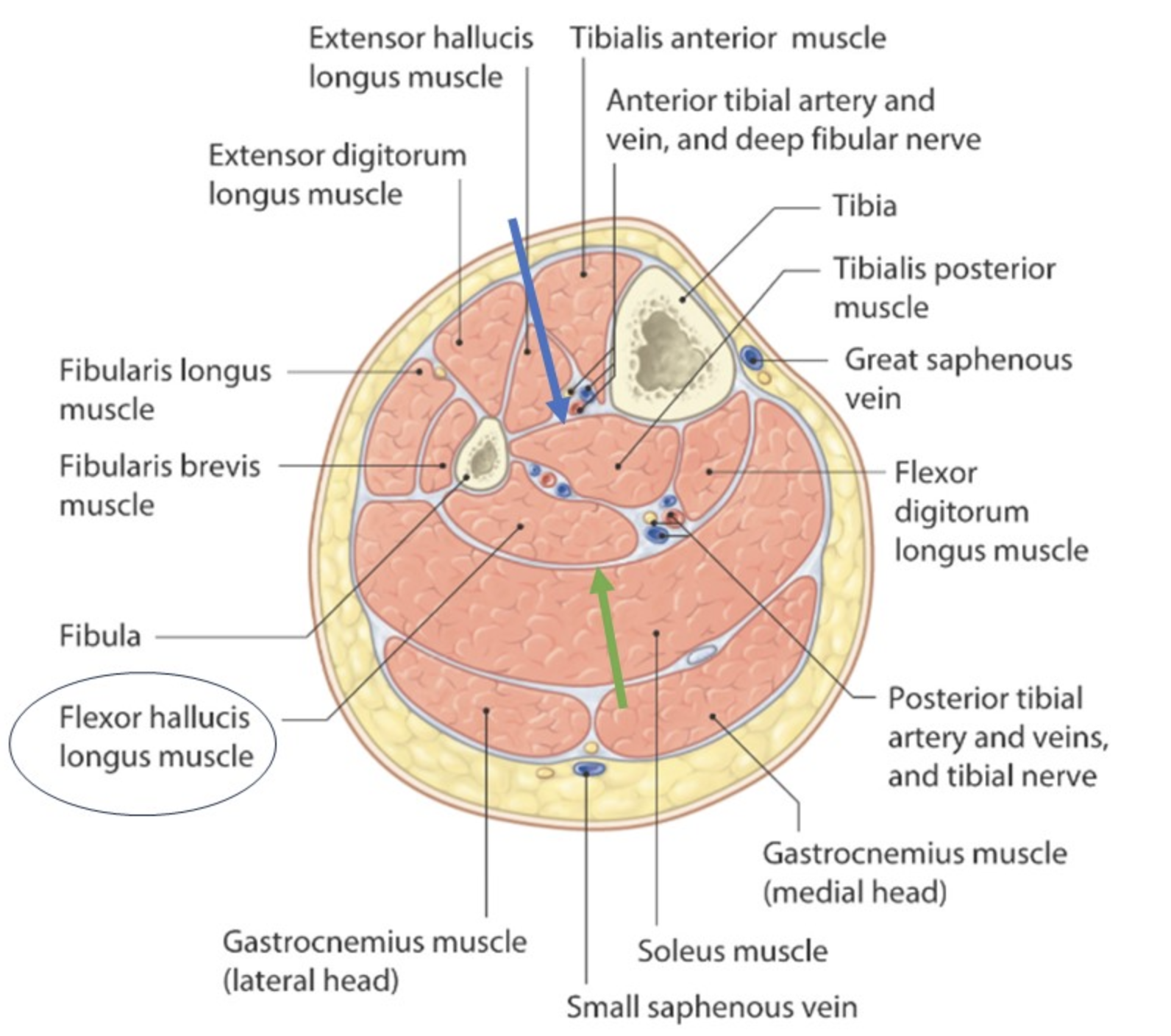 מדורי השוק; החק הכחול מצביע על ה־Interosseous membrane והירוק על ה־Transverse intermuscular septum