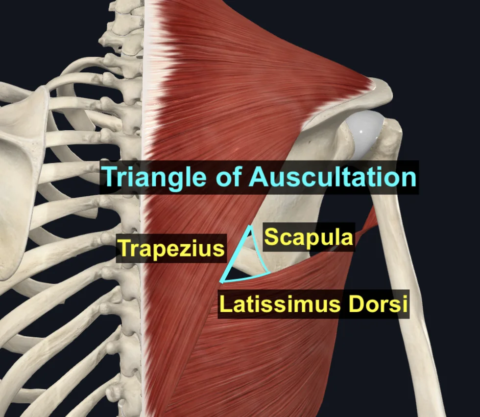 Triangle of Auscultation
