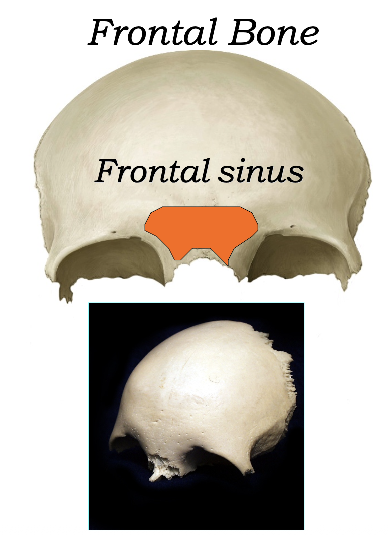 Frontal sinus