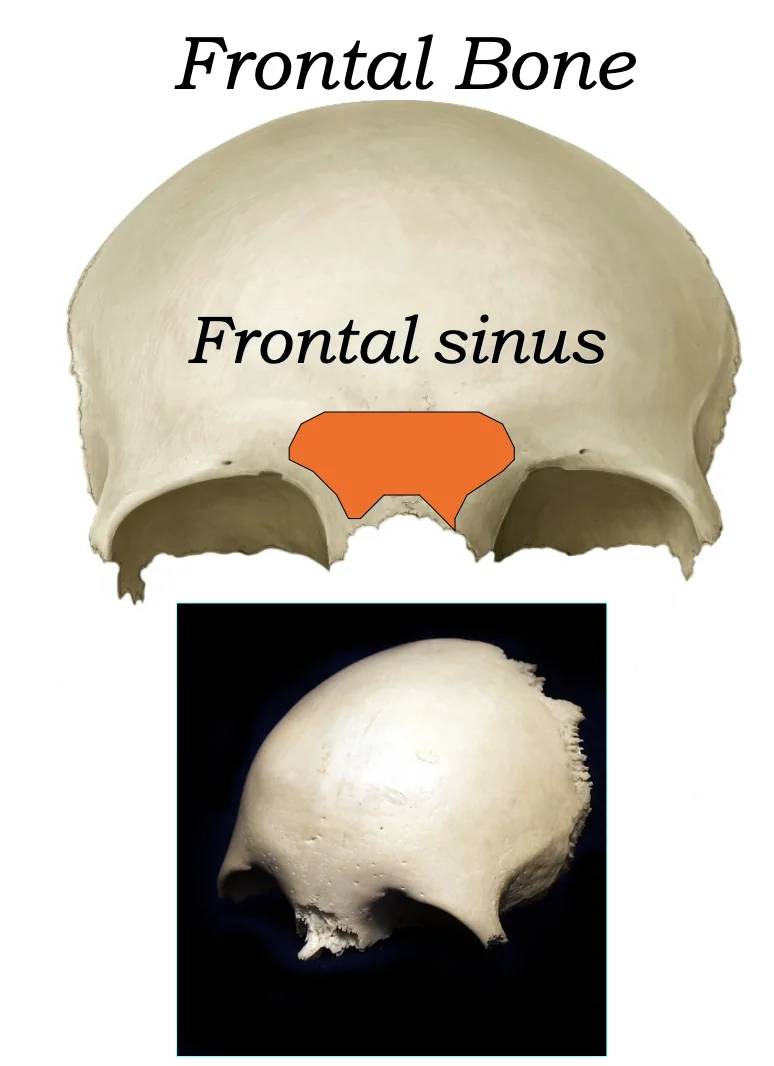Frontal Sinus