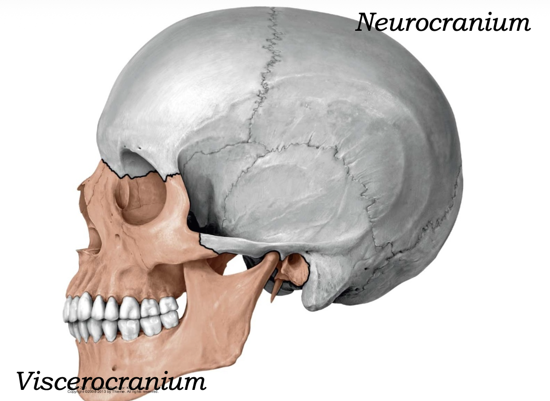 neurocranium