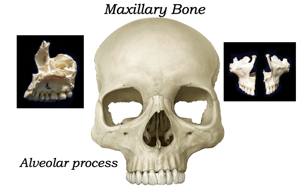 Maxillary