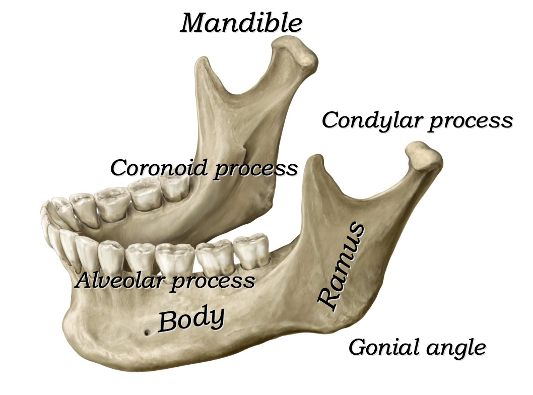 mandible