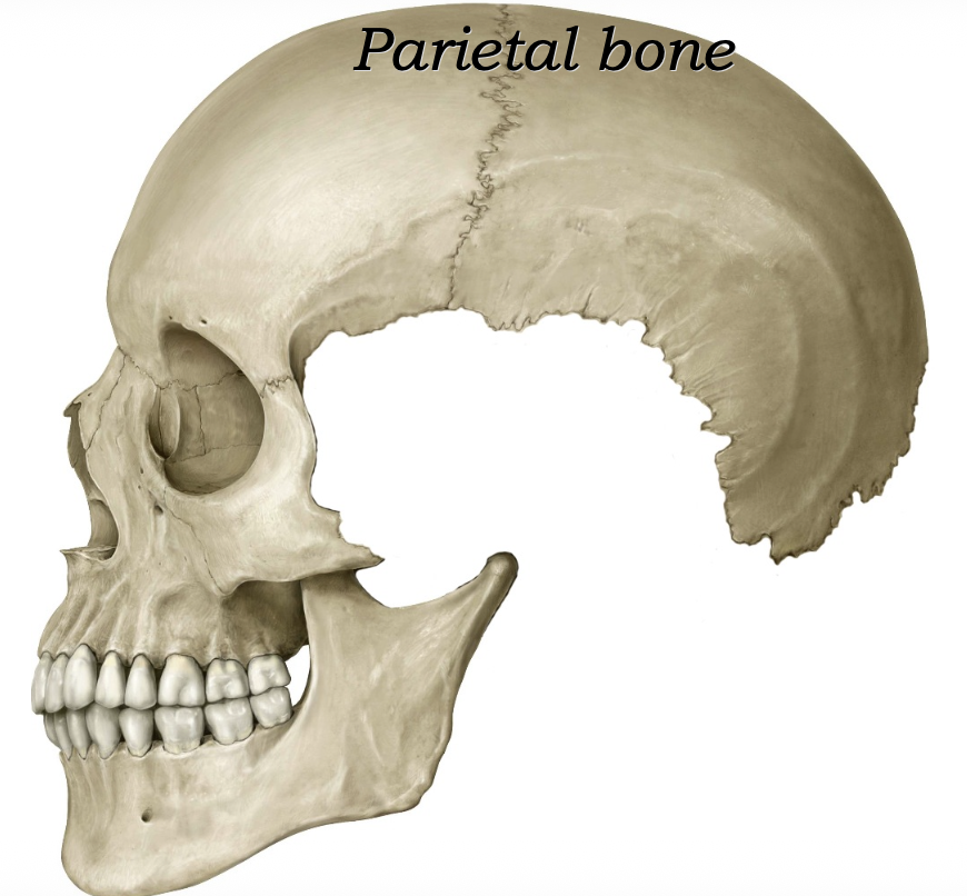 Parietal bones
