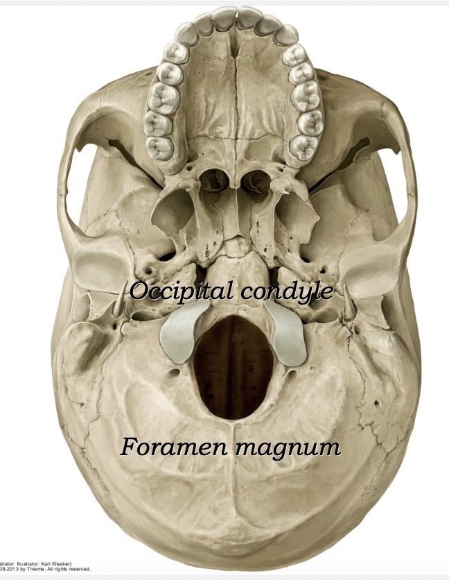 Occipital bone
