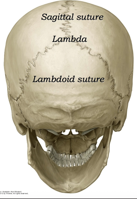 Lambdoid suture