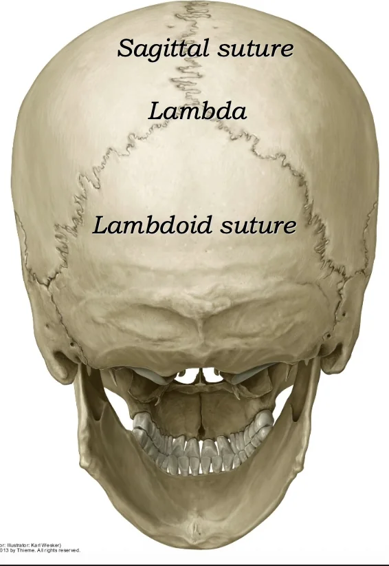 Lambdoid Suture