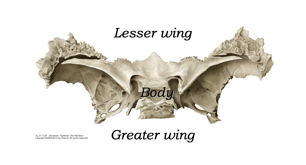Sphenoid