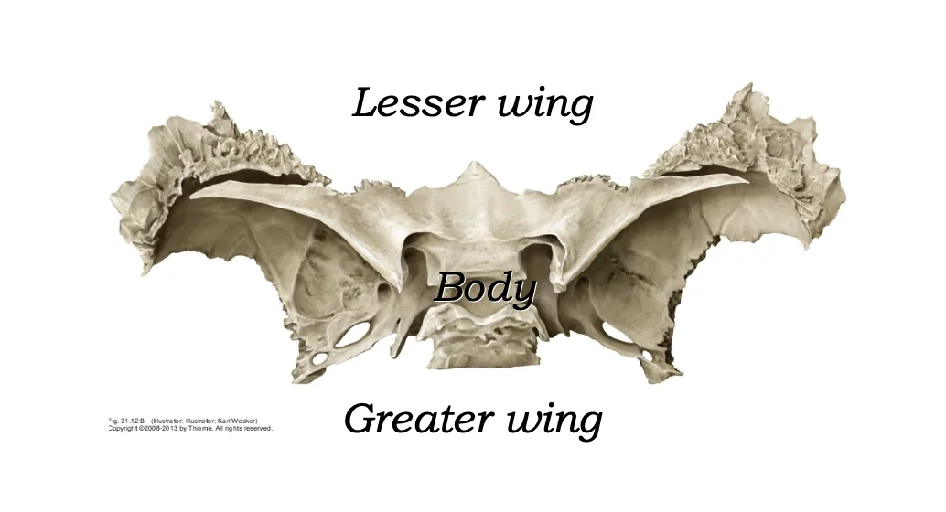 Sphenoid