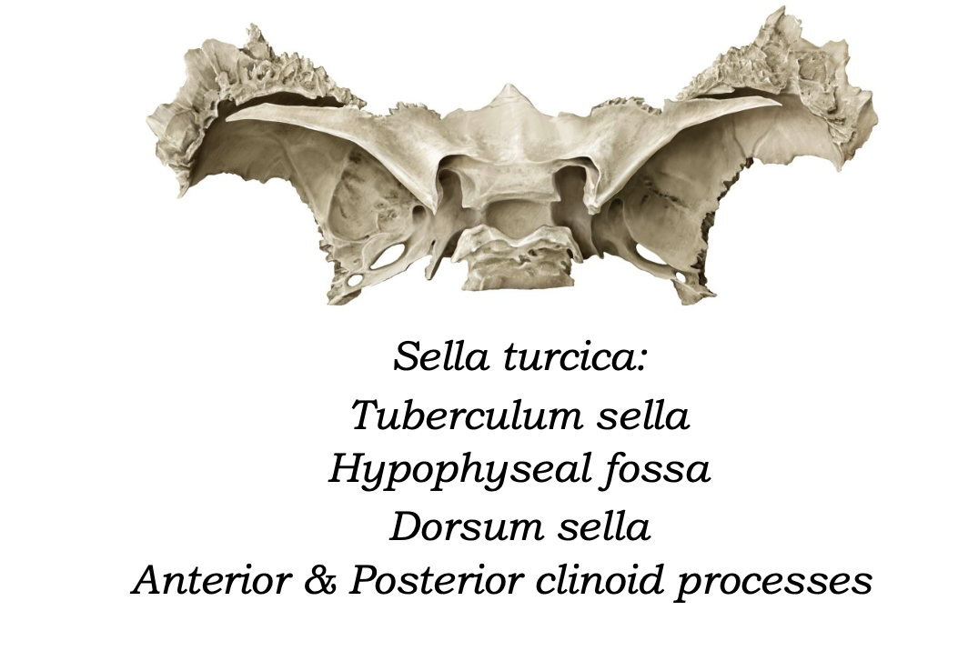 Sella turcica