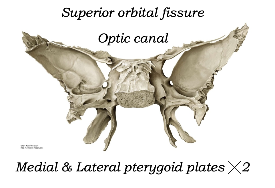 Optic canal