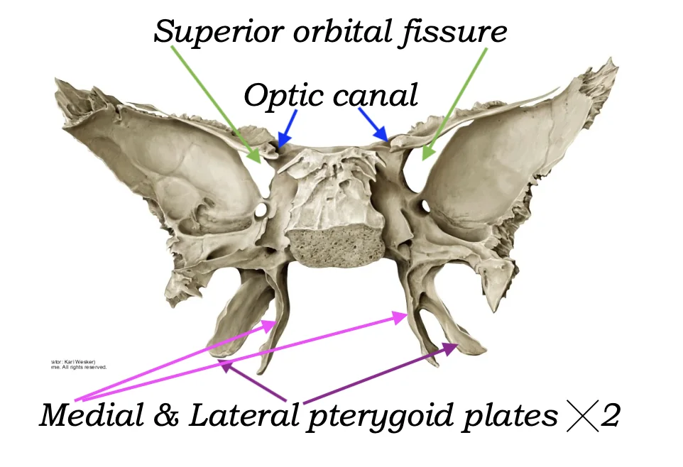 Optic Canal