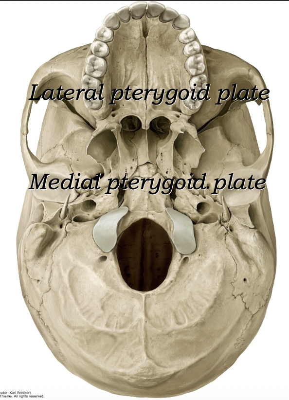 Pterygoid plates