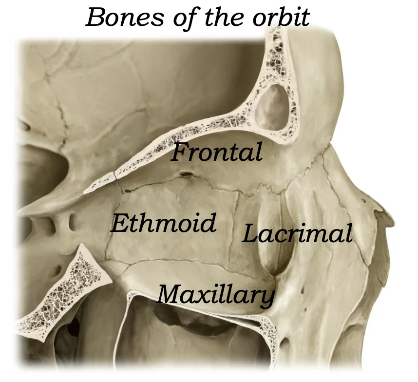 Lacrimal Bone