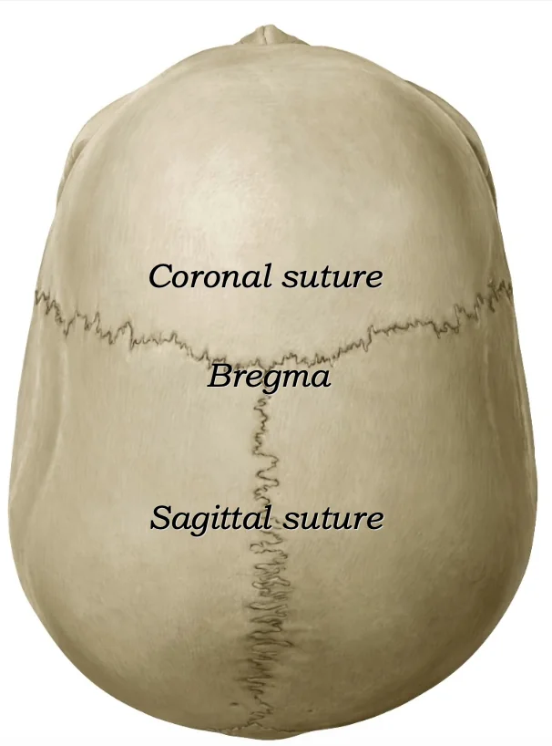 Coronal Suture
