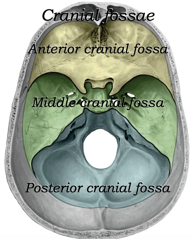 Cranial Fossae