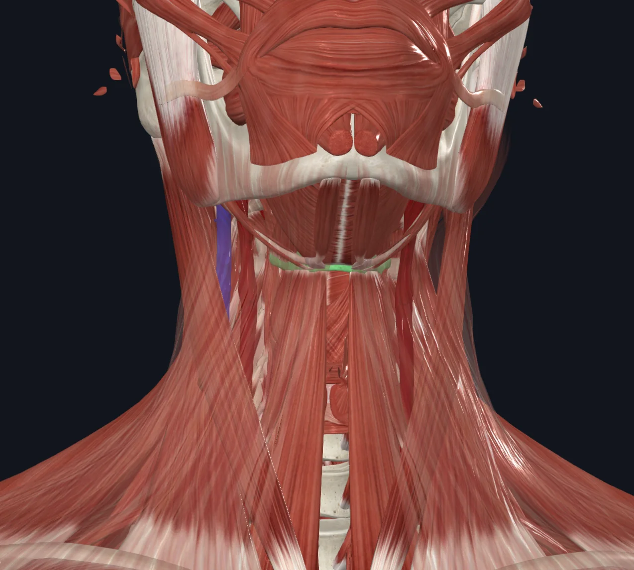 Hyoid