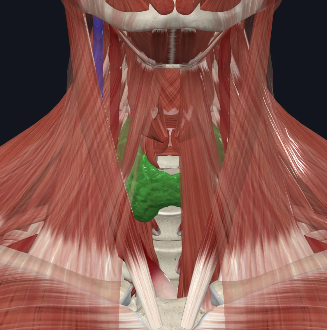 Thyroid Gland