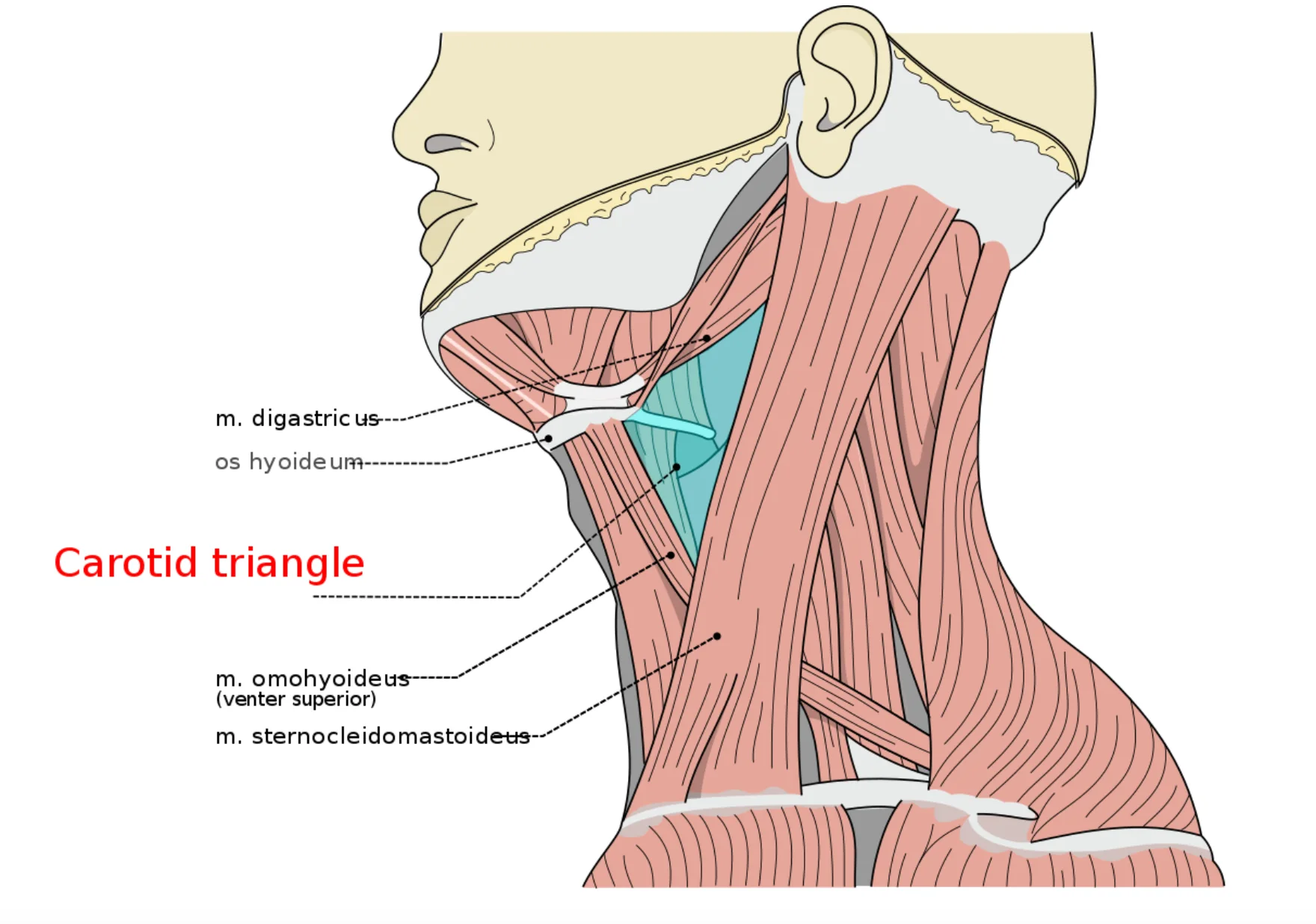 Carotid Triangle